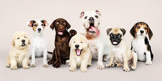 köpek çiftliği