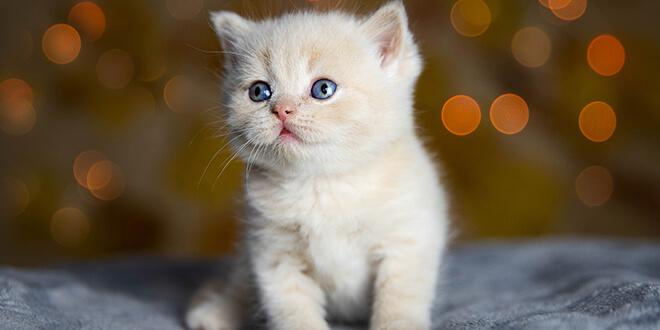 yavriu kedi