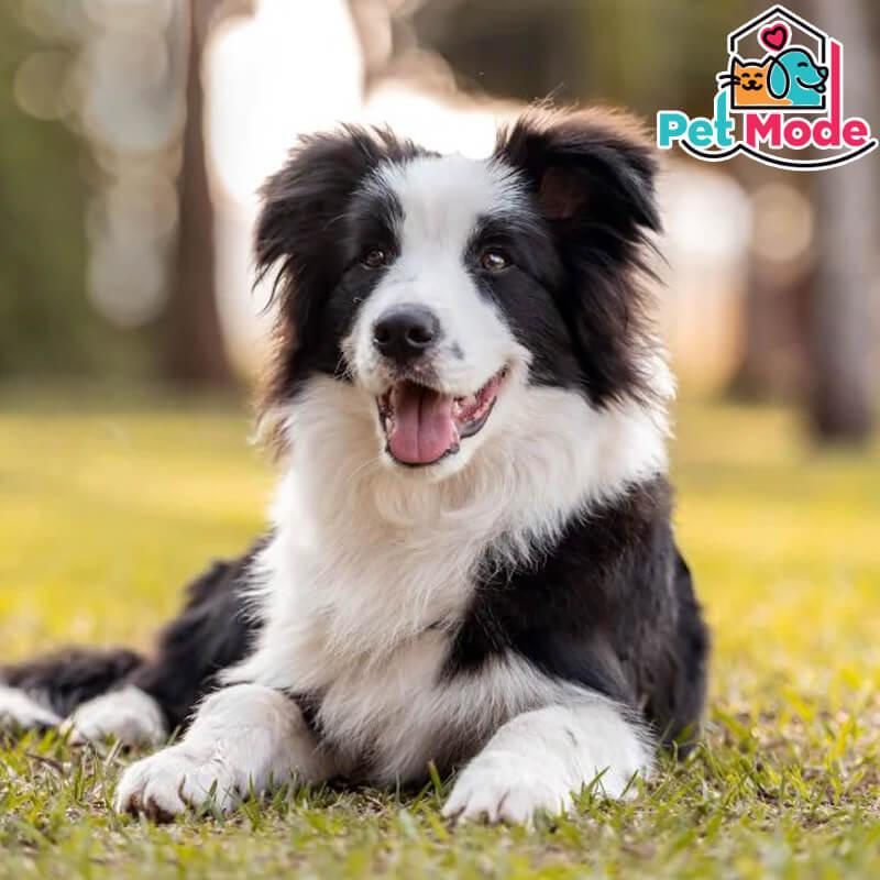Border-Collie