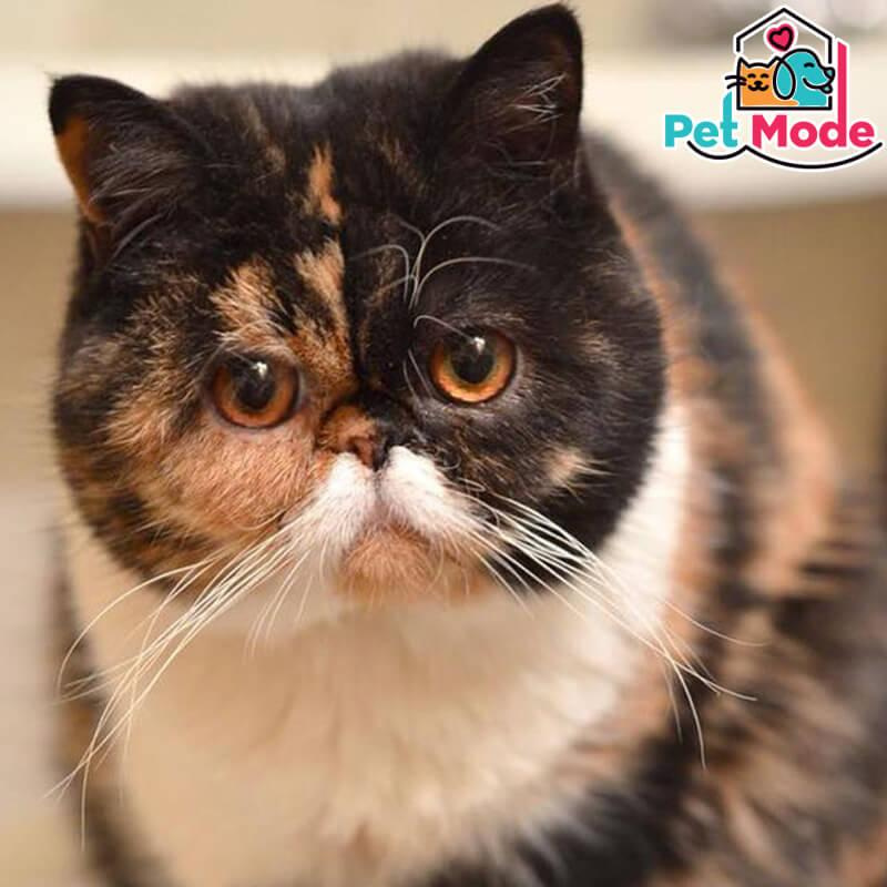 Exotic-Shorthair