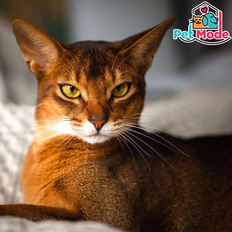abyssinian
