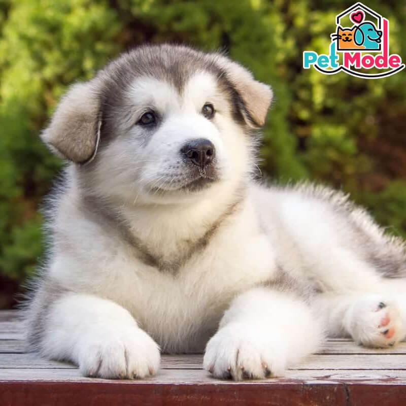 alaskan-malamute
