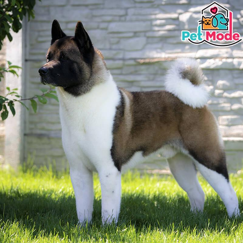 amerikan-akita