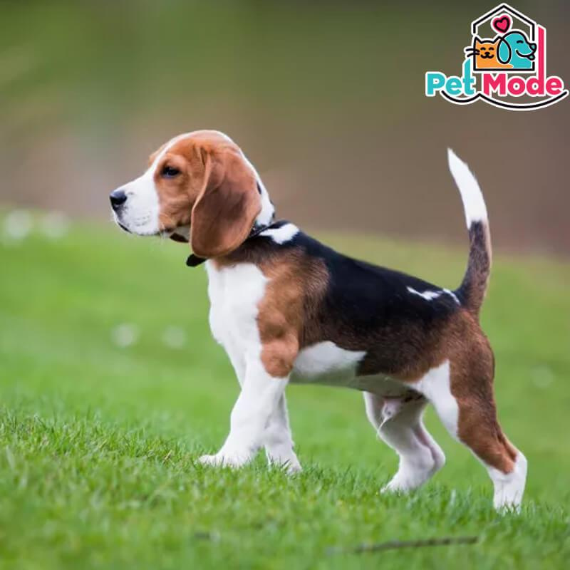 beagle