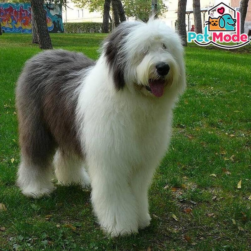 bobtail