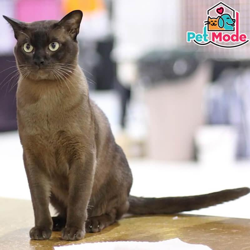 burmese