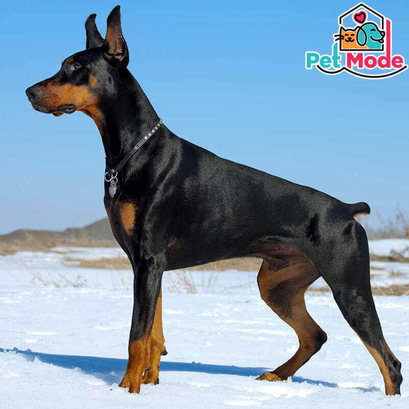 doberman