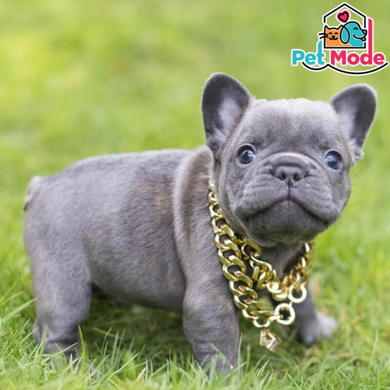 fransiz bulldog