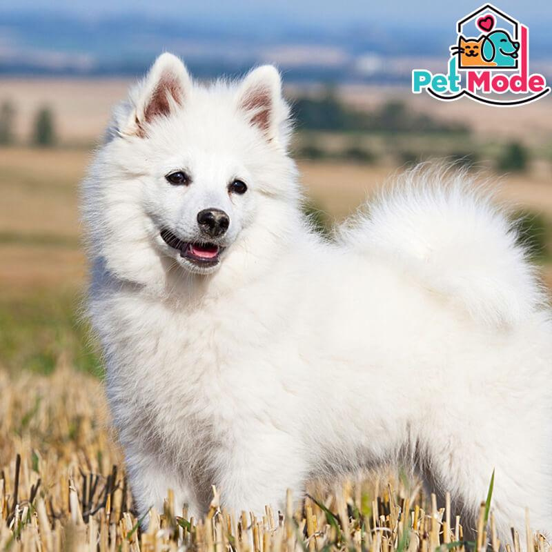 german-spitz