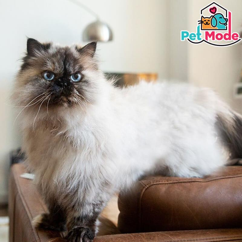 himalayan-kedi