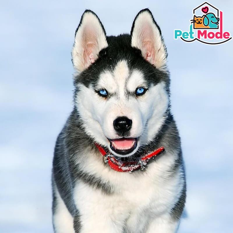 husky