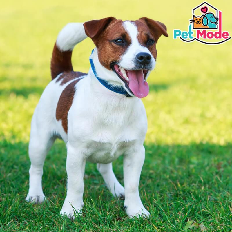 jack-russell-terrier