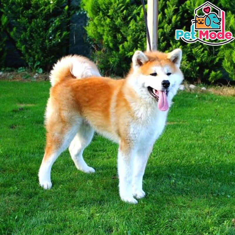japon-akita