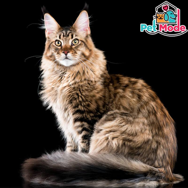 maine-coon