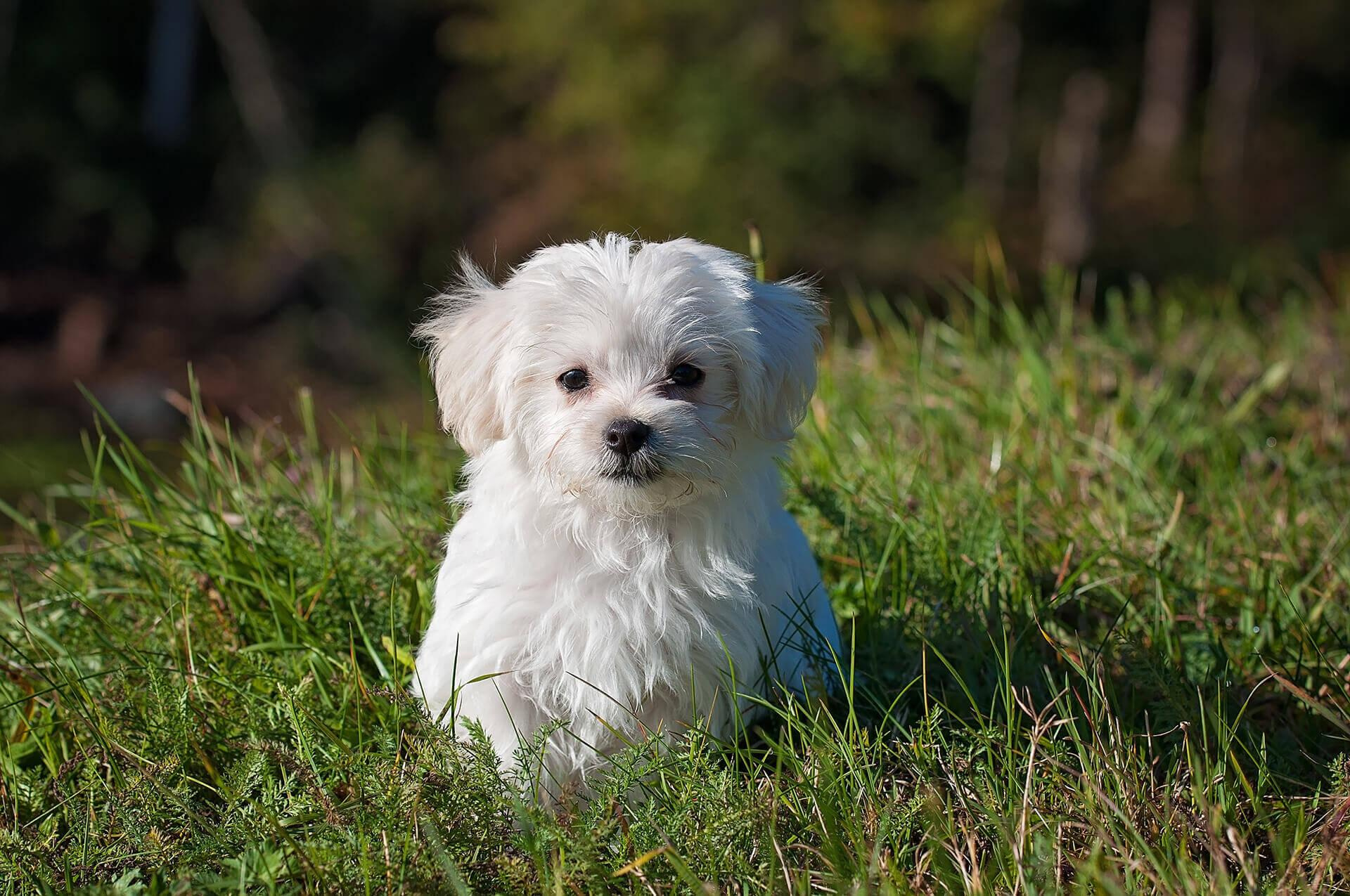maltese-terrier-saglikli-ve-uyumlu-bir-kopek-irki