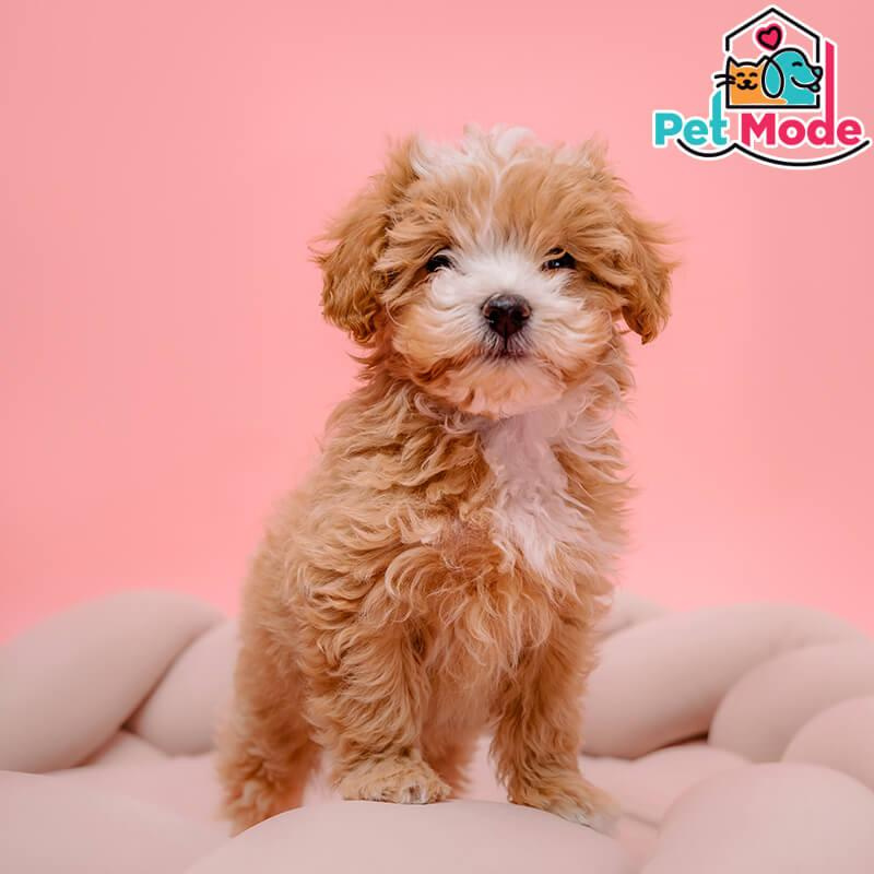 maltipoo