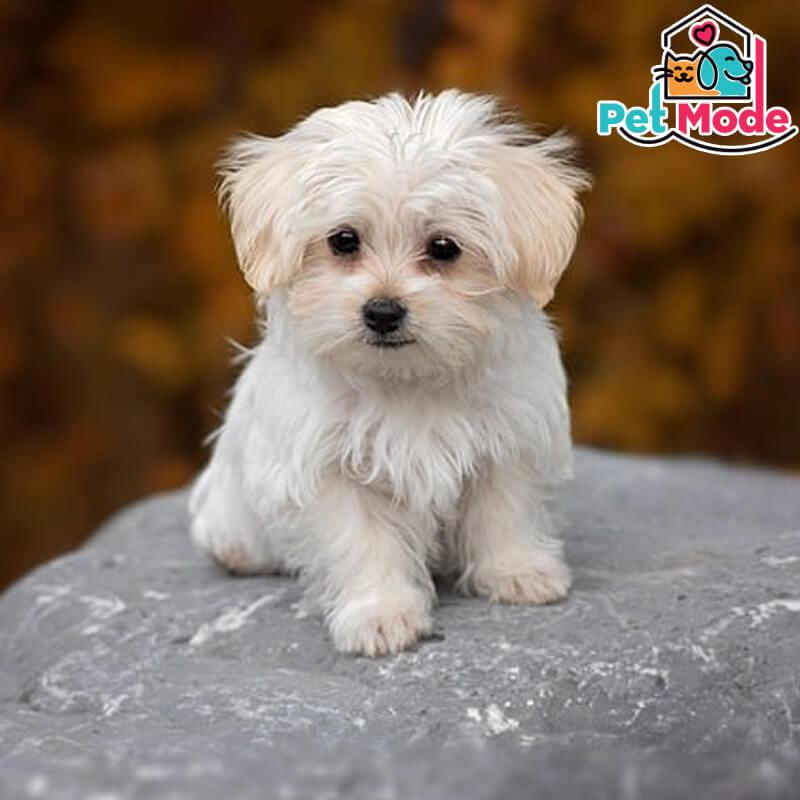morkie