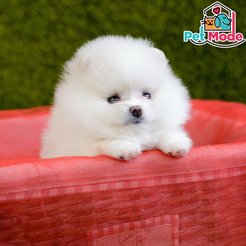 pomeranian-boo-cinsi