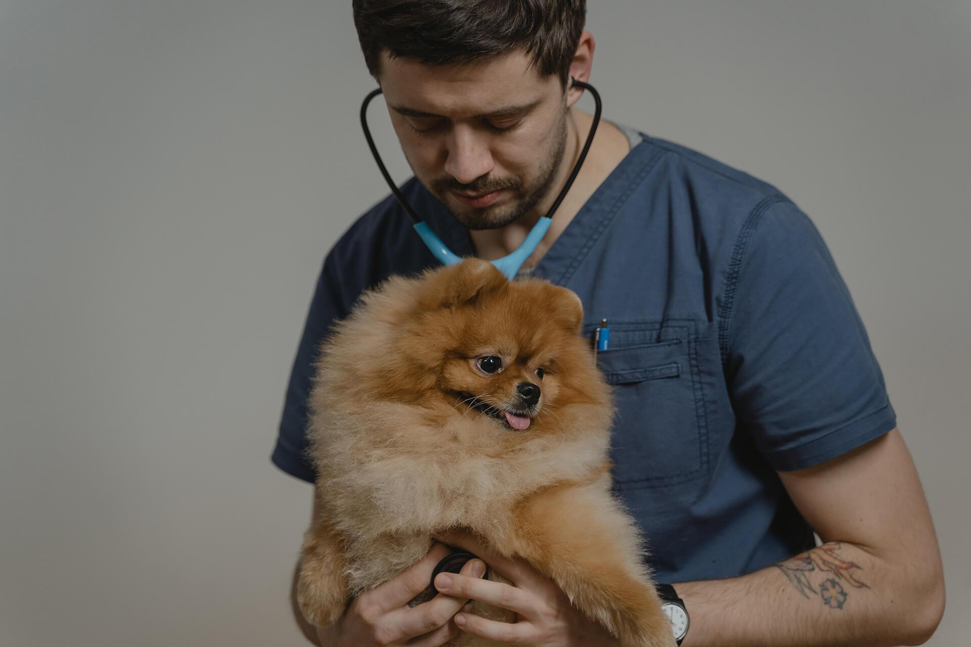 pomeranian-boo-kucuk-kopeklerin-buyuk-kalpleri