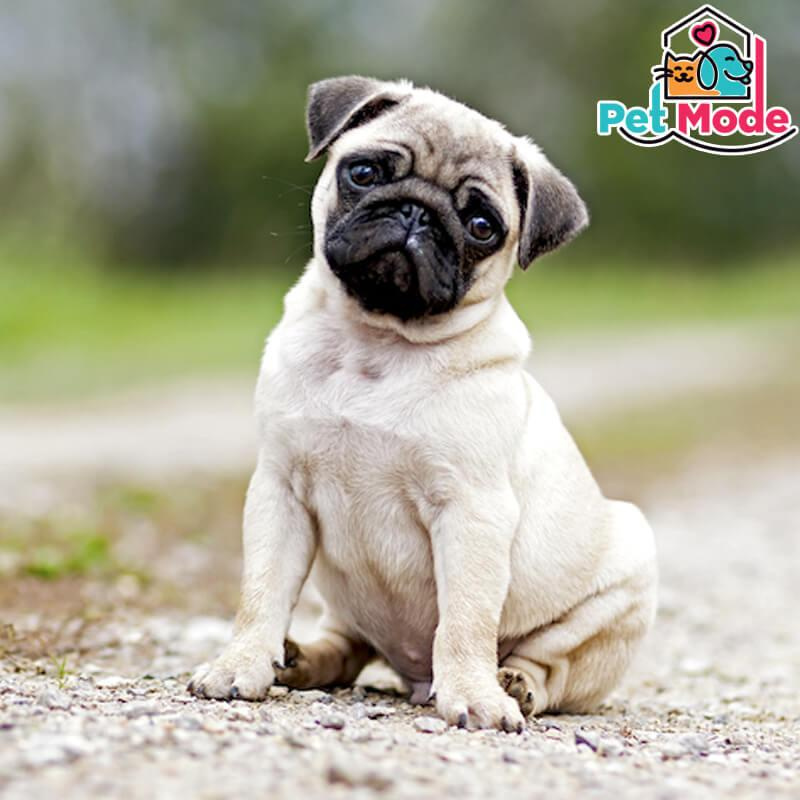 pug
