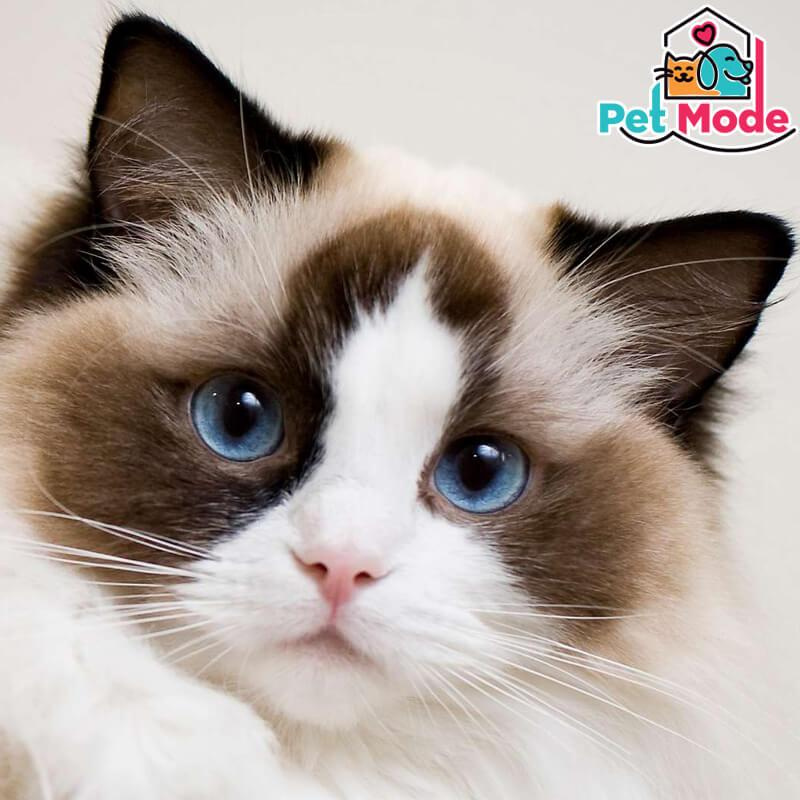 ragdoll