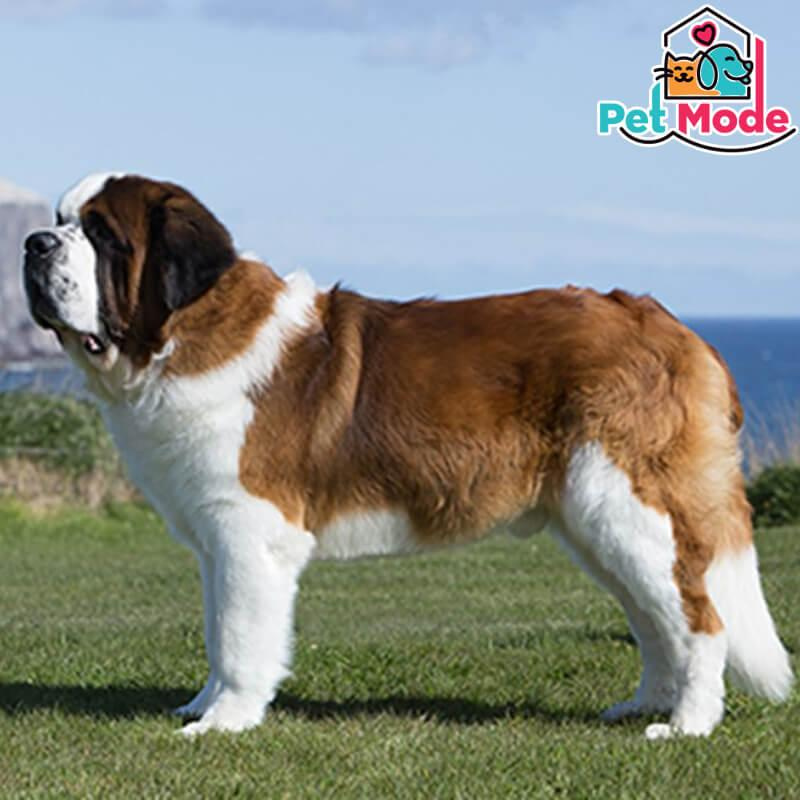 saint bernard