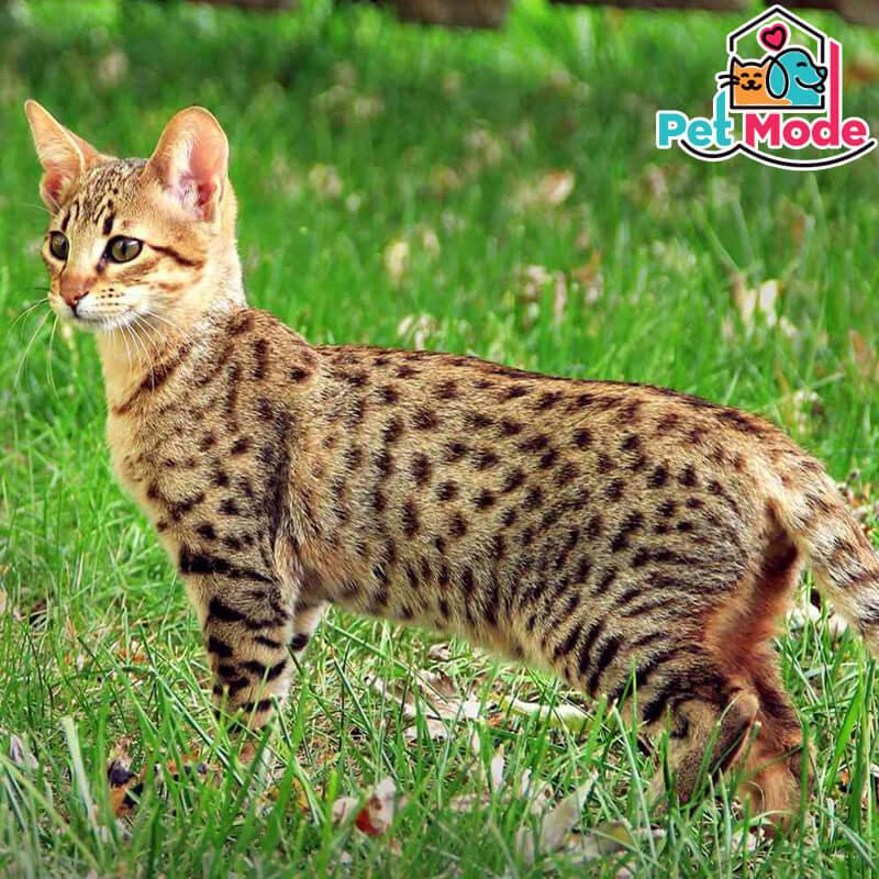 savannah