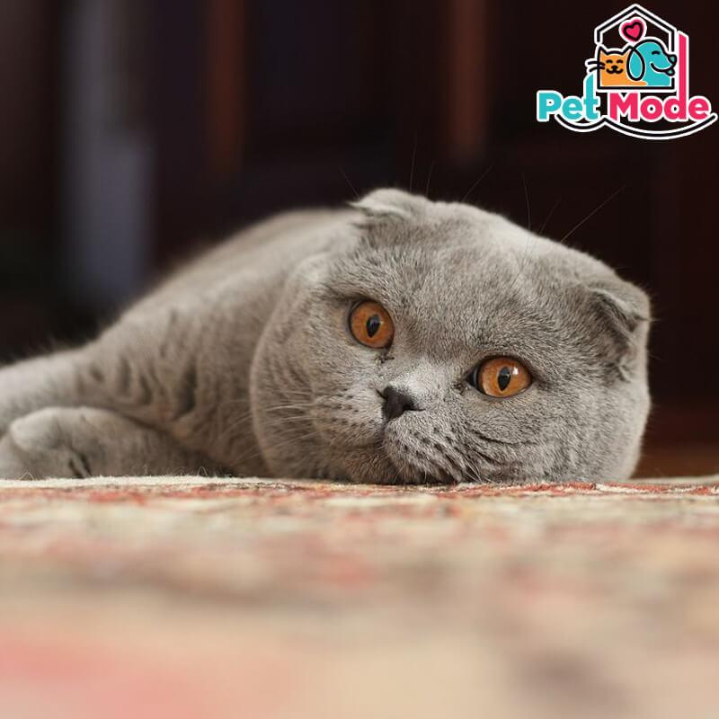 scottish-fold