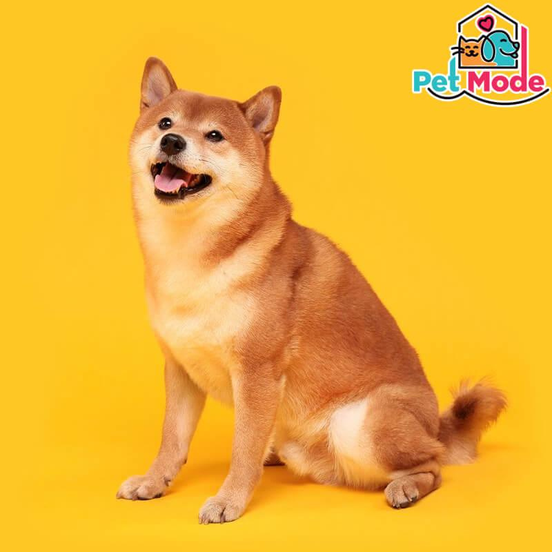 shiba-inu