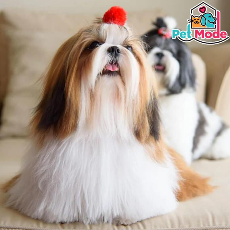 shih-tzu