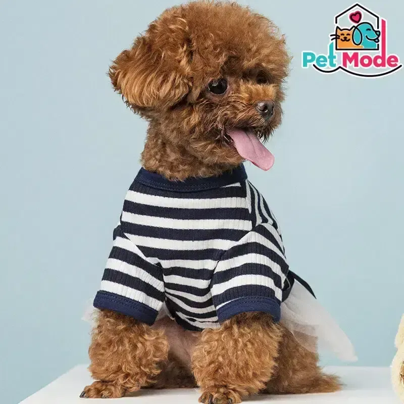 toy-poodle-kopek-ciftligi