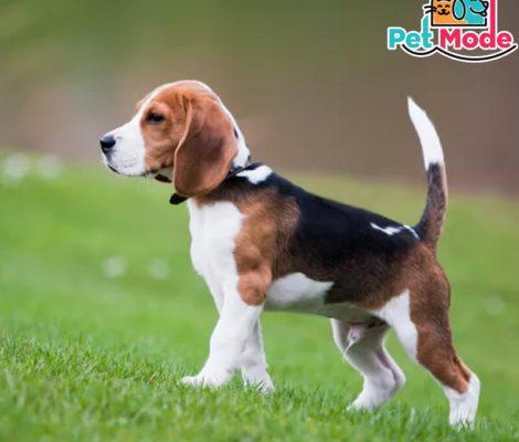 beagle