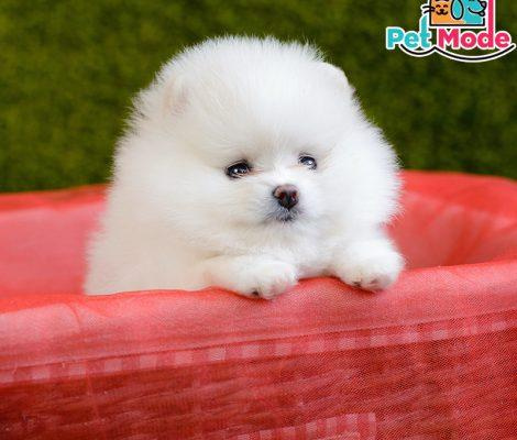 pomeranian-boo-cinsi