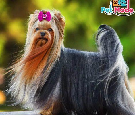 yorkshire-terrier